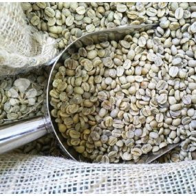 Зелена Зернова Кава Robusta India Cherry AA 18scr C.B.(60кг/м)